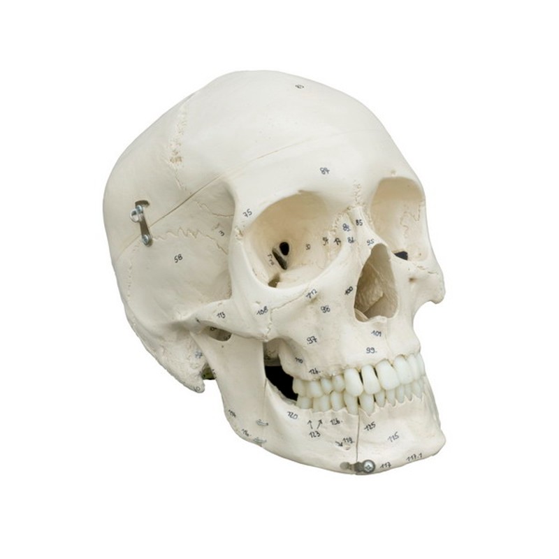 Rudiger Human Skull Model with Numbers | Health and Care