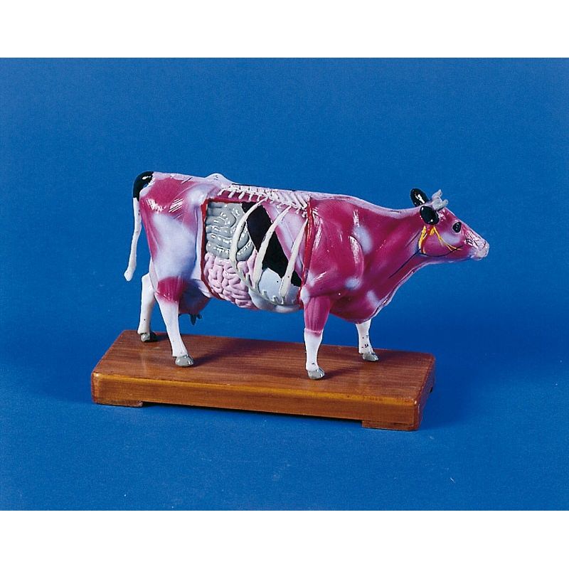 Acupuncture Cow