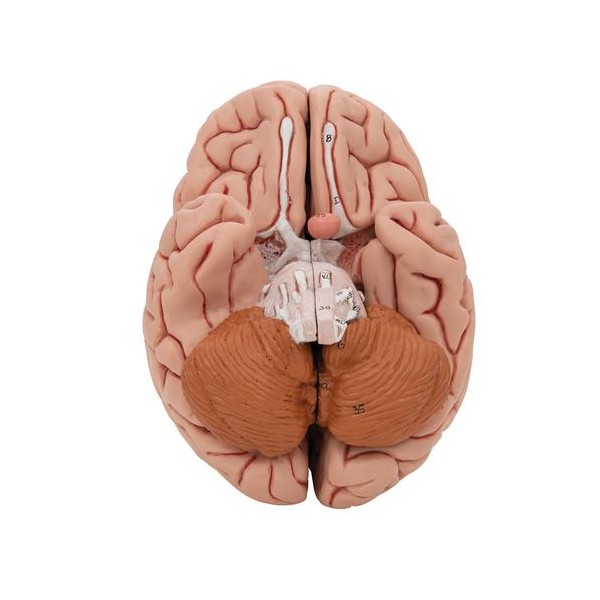 Anatomical Classic Human Brain Model | Health and Care