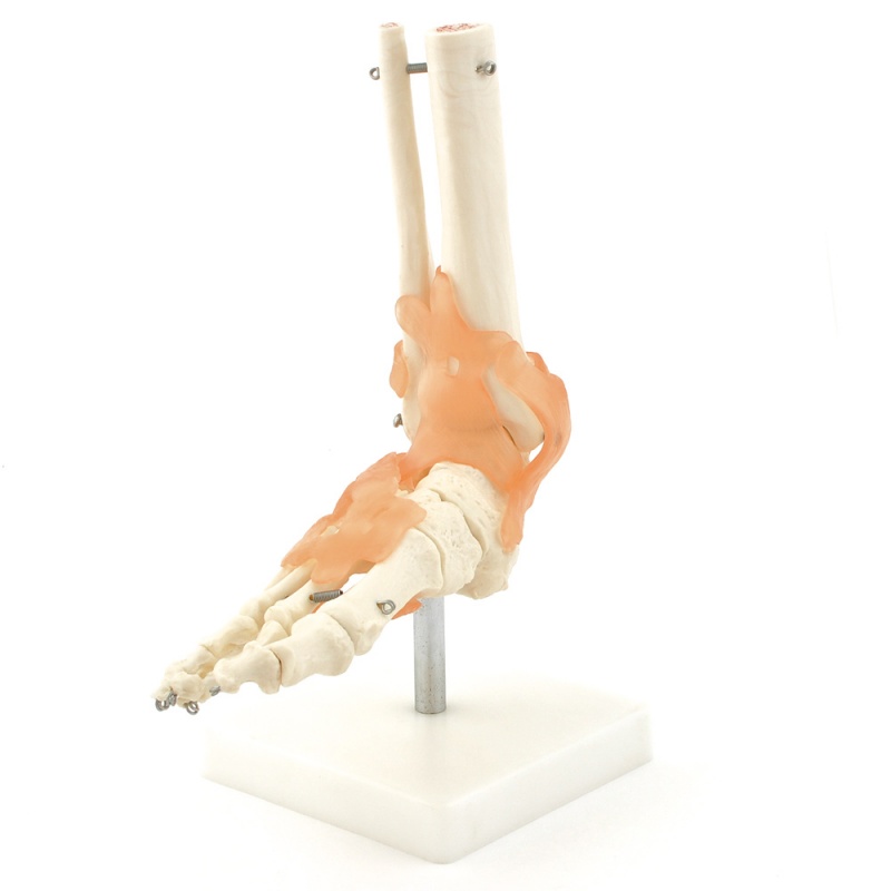 Anatomical Foot Skeleton with Ligaments Model | Health and Care