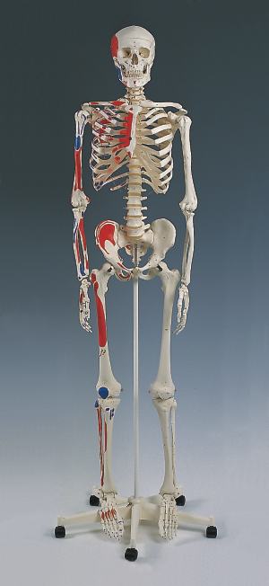 Skeleton With Muscles Model