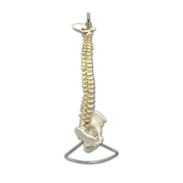 Anatomical Model Life Size Spine with Pelvis :: Sports Supports ...