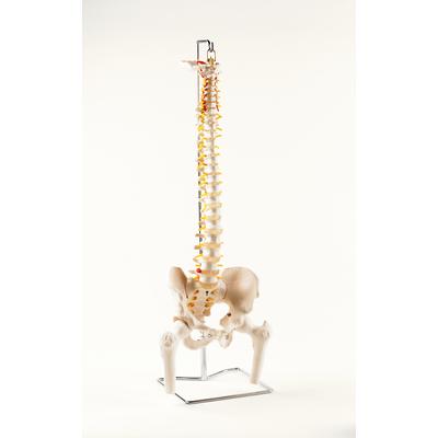 Classic Flexible Spine with Femur Heads
