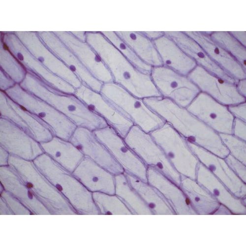 Beginners Microscope Slide Set of 12 | Health and Care