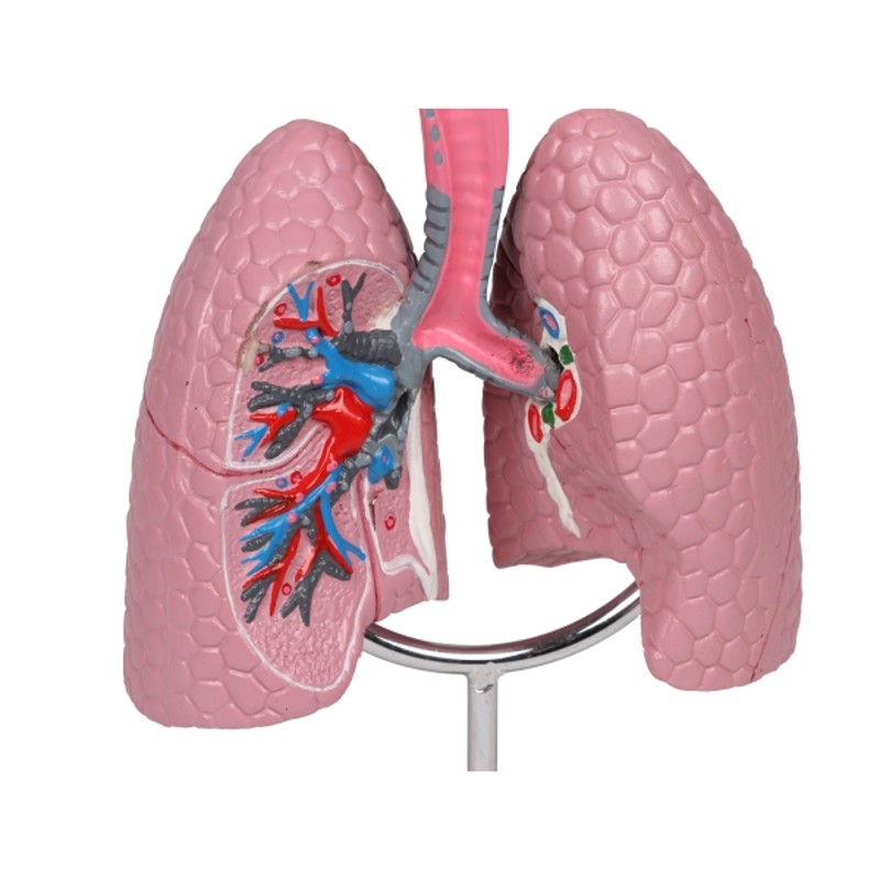 Human Respiratory System Model | Health and Care