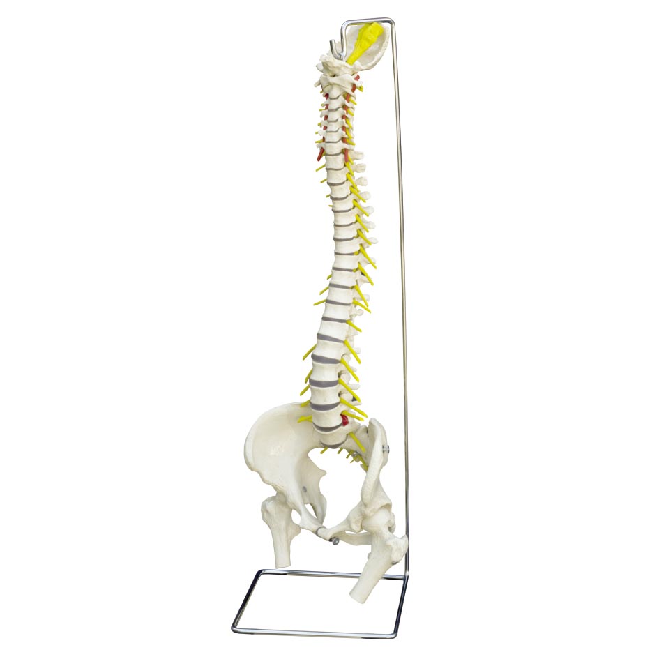 Standard Spine with Female Pelvis | Health and Care