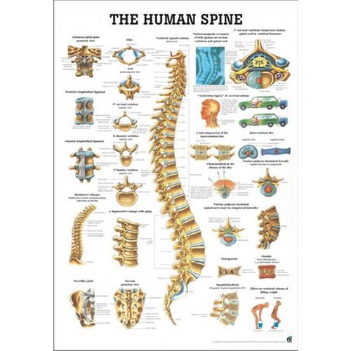 The Human Spine Poster | Health and Care