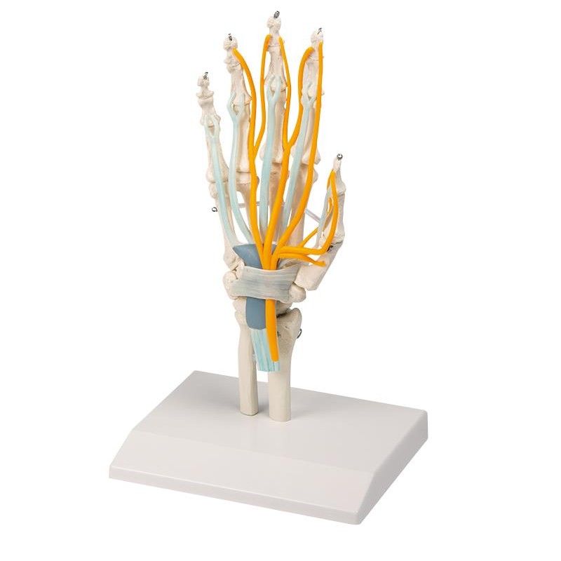 Erler Zimmer Hand Anatomical Model with Tendons, Nerves and Carpal Tunnel