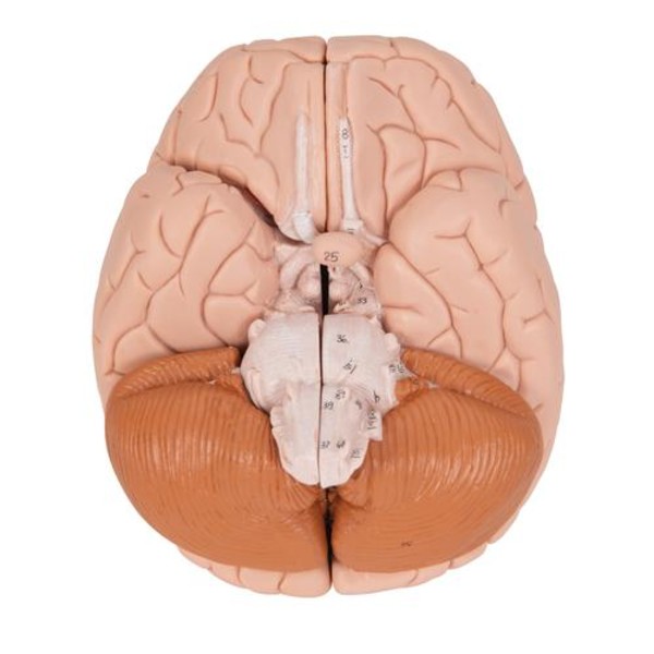 Human Brain Classic Anatomical Model | Health and Care