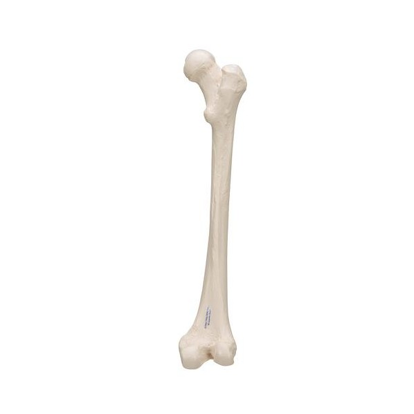 Human Femur Anatomical Model | Health and Care