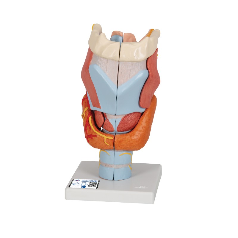 Human Larynx Anatomical Model Health and Care
