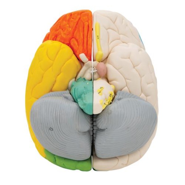 Human Neuro-Anatomical Brain Model (Eight-part) | Health and Care