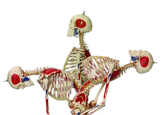 Rudiger Super Duper Model Skeleton in Motion