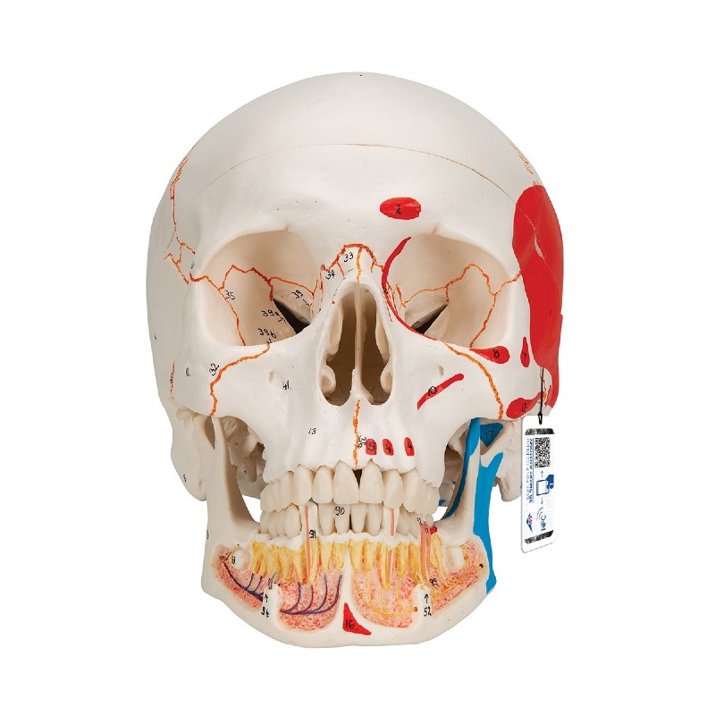 Human Skull with Opened Lower Jaw Classic Anatomical Model (Three-Part, Painted)
