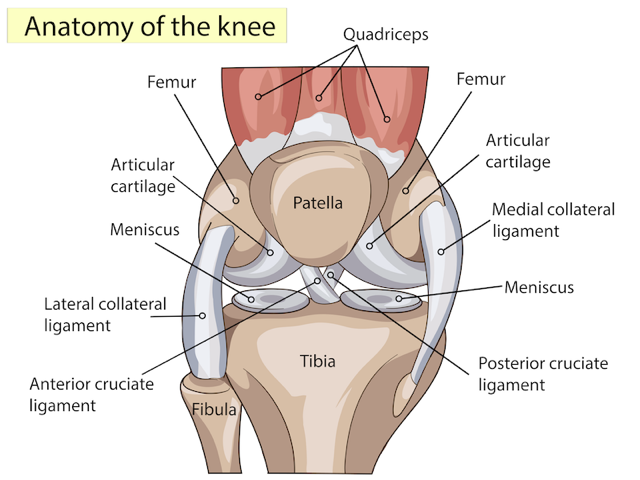 Anatomy of the Knee