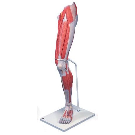 Anatomical Model of Lower Muscle Leg with Knee (3 part)