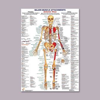 Anterior Major Muscle Anatomy Chart | Health and Care