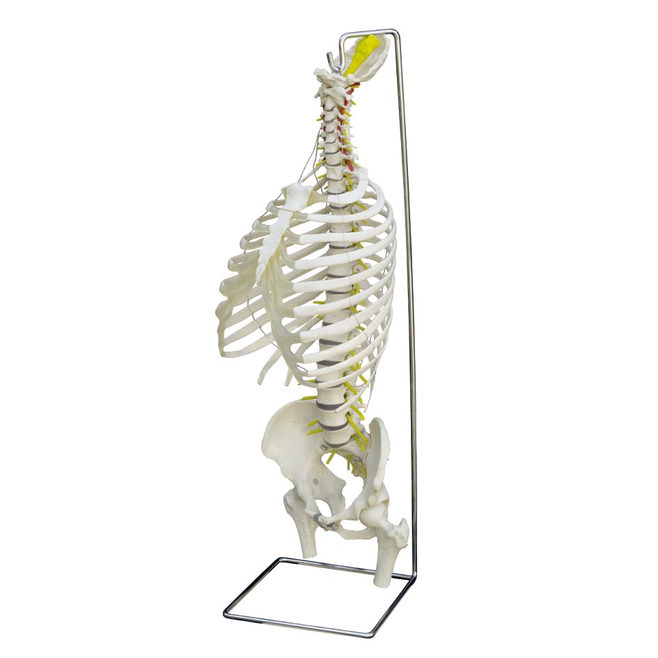 Model Spine with Thorax | Health and Care