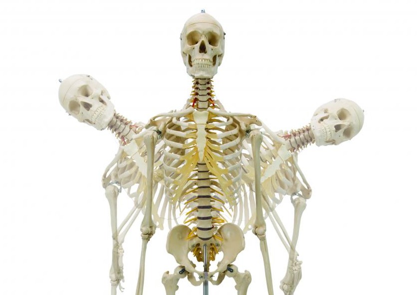 Rudiger Flexible Human Skeleton Model in Action