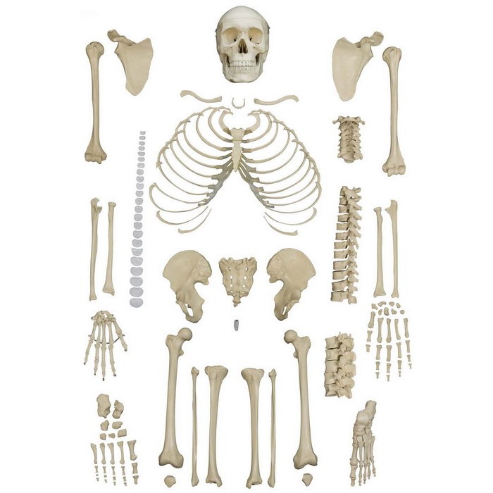 Rudiger Disarticulated Skeleton Model | Health and Care