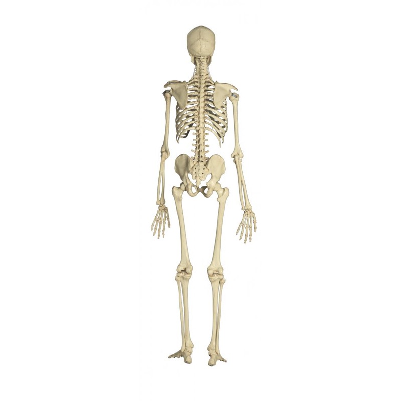 Rudiger Life Size Human Skeleton Model | Health and Care