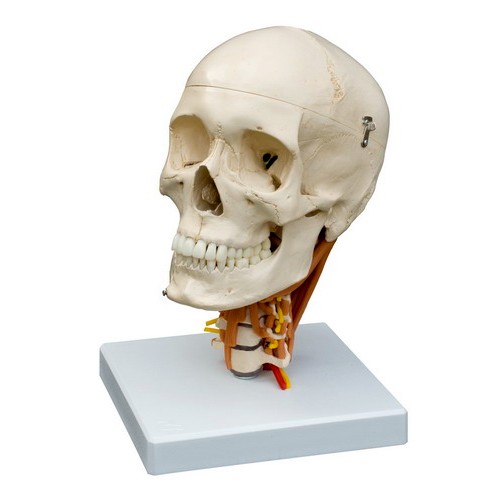 Human Skull Model - Plastic Skull Model - Realistic BONElike Human Skull  with Brain and Vertebrae