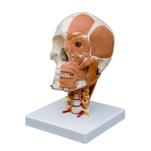 Rudiger Skull Model with Muscles and Spine