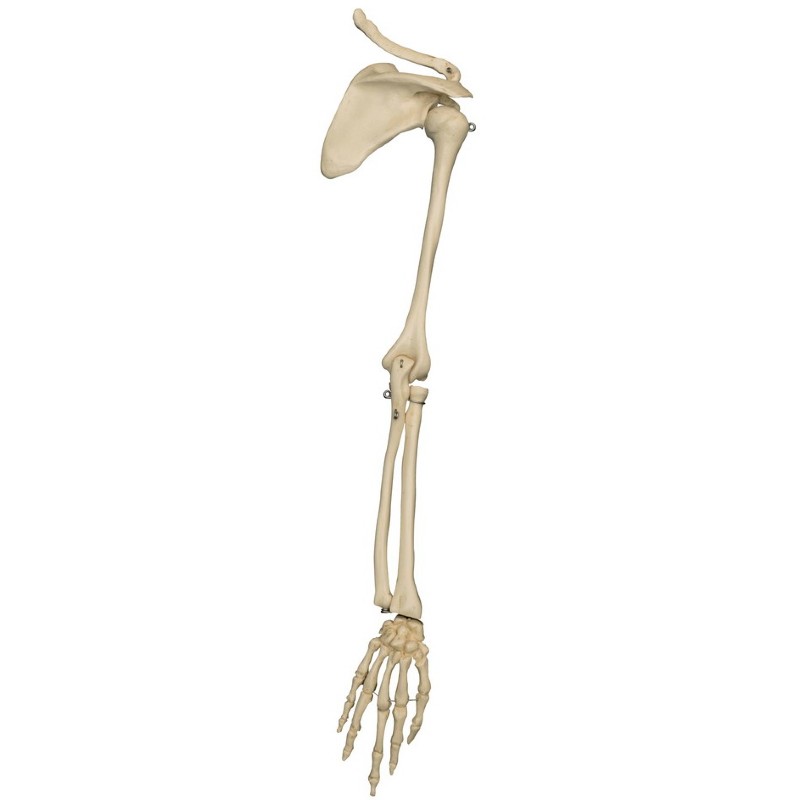 Rudiger Mini Anatomical Arm Model