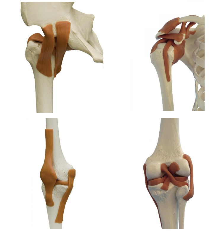 Rudiger Skeleton Model Ligaments