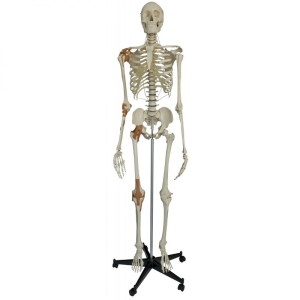 Rudiger Human Model Skeleton Life Size with 6 Ligaments