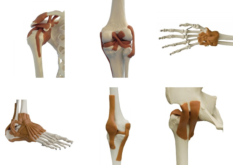 Rudiger Skeleton Model Ligaments