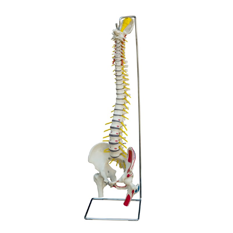 Rudiger Spine Model With Muscle Painting 