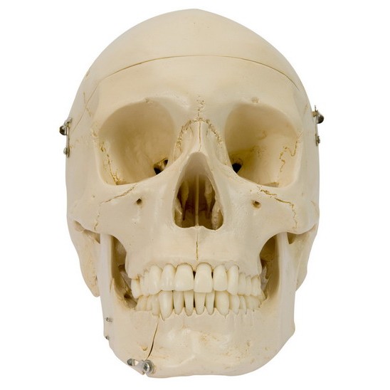 Rudiger Structure Coloured Human Skull Model