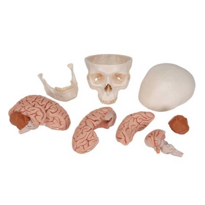 Classic Human Skull Model With 5 Part Brain