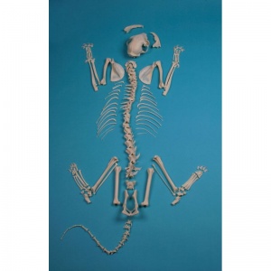 Life Size Cat Skeleton