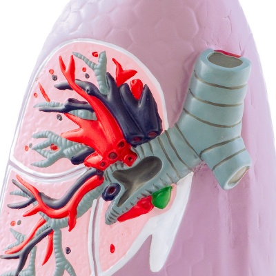 Lifesize Right Human Lung Model