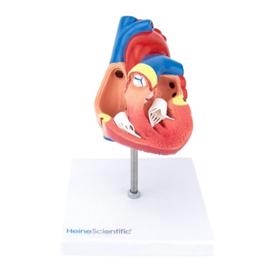 Lifesize Two-Part Human Heart Model