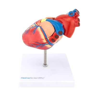 Lifesize Two-Part Human Heart Model