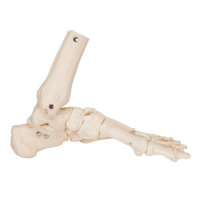 Loose Foot And Ankle Skeleton Anatomical Model 