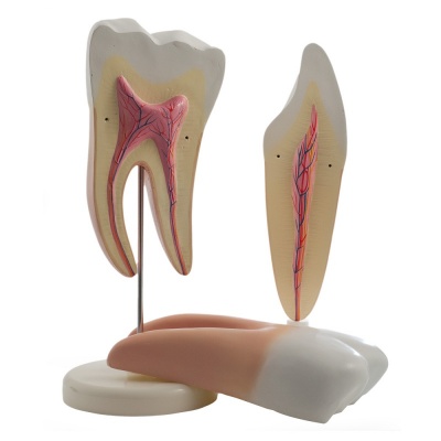 Molar and Incisor Tooth Models