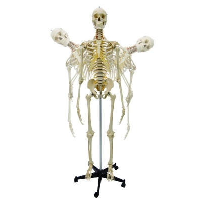 Rudiger Life-Size Flexible Human Skeleton Model