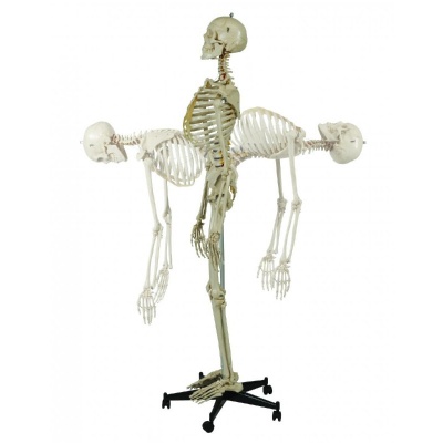 Rudiger Life-Size Flexible Human Skeleton Model