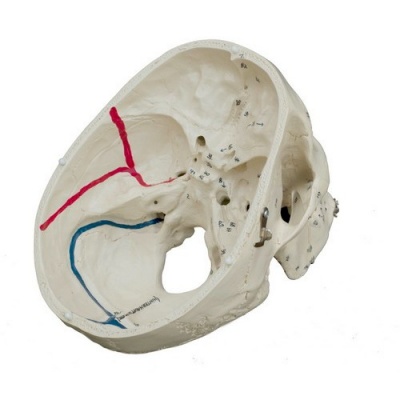 Rudiger Special Human Skull Model with Numbering