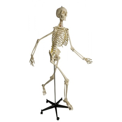 Rudiger Anatomic Physiological Model Skeleton