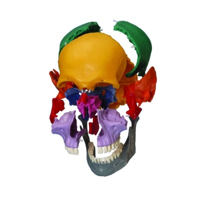 Rudiger Coloured Dissectible Human Teaching Skull Model