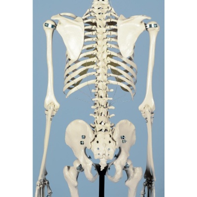 Rudiger Durable Life-Size Human Model Skeleton with 15 Year Warranty