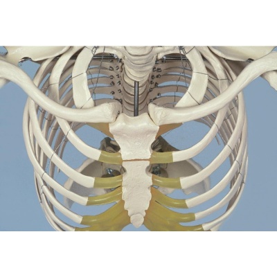 Rudiger Durable Life-Size Human Model Skeleton with 15 Year Warranty