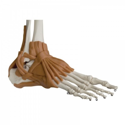 Rudiger Human Model Skeleton Life Size with 6 Ligaments