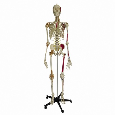 Rudiger Flexible Super Model Skeleton with Ligaments and Muscles