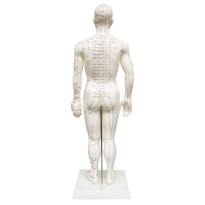 Soft Vinyl Male Meridian Acupuncture Model